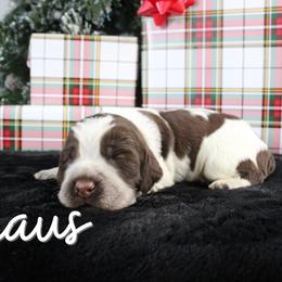 Claus - Liver white and roan male English Springer Spaniel puppy in Barnstead, New Hampshire from C & S Farms