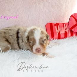 Crystal - Red merle female Aussiedoodle puppy in Kennesaw, Georgia from Distinctive Doodle