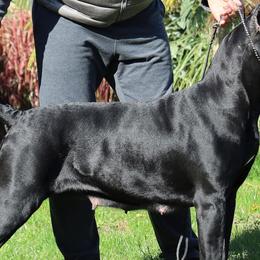 Cane Corso from Island Guard Cane Corso