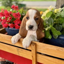 Lilly - Red and white female Basset Hound puppy in Maryland from Grind Stone Breeding Kennels