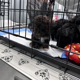 Poodle All Grown Up from Parti-Pawz