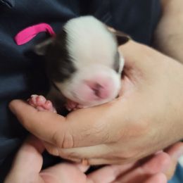 Girl 1 - Red female Boston Terrier puppy in Galveston, Indiana from Amanda's Terriers
