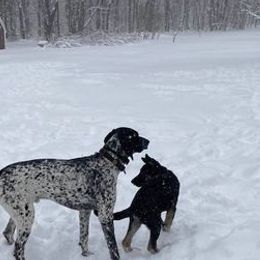 German Shorthaired Pointers from Valerie Ray's German Shorthaired Pointers