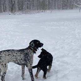 German Shorthaired Pointers from Valerie Ray's German Shorthaired Pointers