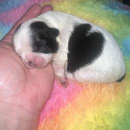 Shih Tzu Puppies from The Lion dog Shih Tzu