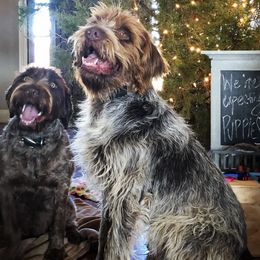 Wirehaired Pointing Griffons from Southern Cypress Kennel, LLC