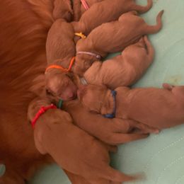 Boy 2 - male Golden Retriever puppy in Portland, Oregon from Joyfully Golden