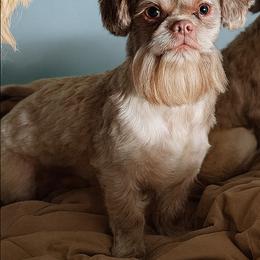 Shih Tzu Puppies from Morningstar's Shih Tzu