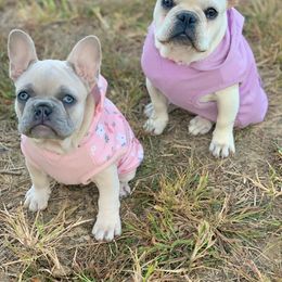 French Bulldog Puppies from Bourbon Country Bullies