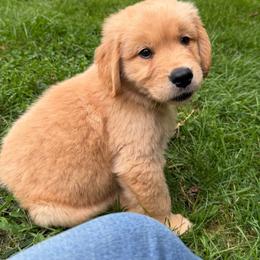 Basket - Dark golden male Golden Retriever puppy in Lynn, Indiana from Four Seasons