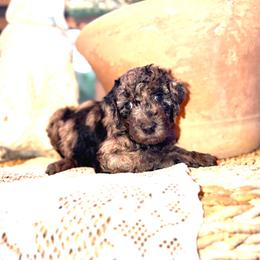 Oyster - Blue merle male Aussiedoodle puppy in Riverside, California from Just Loving Doodles
