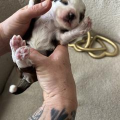 Aussiedoodle, Bernedoodle, and Goldendoodle Puppies from Flat Rock Doodles LLC