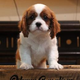 Cavalier King Charles Spaniel Puppies from Ohana Cavaliers