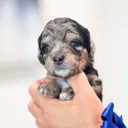 Bimbo - Blue merle male Bernedoodle puppy in Ontario, California from Teddy Doodles & Standard Poodles
