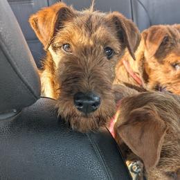 Tan girl - Red female Irish Terrier puppy in Spring Valley, Minnesota from Back Country Terriers