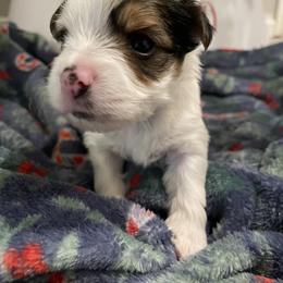 Yorkshire Terrier Puppies from Sweet Pea's Yorkies