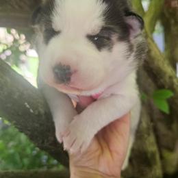 Chocolate - Black tan and white female Siberian Husky puppy in Springfield, Massachusetts from 16acreshuskies