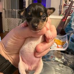 Pup 3 - White black and tan female Toy Fox Terrier puppy in Clermont, Florida from Debbie Hiles's Toy Fox Terriers