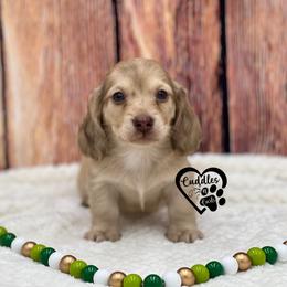 Buster - Cream male Dachshund puppy in Nashville, Arkansas from Cuddles n Curls