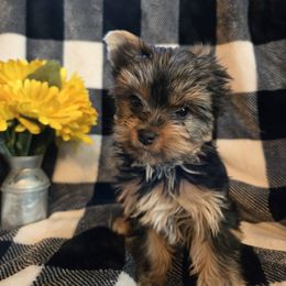 Favorite - Black and tan female Yorkshire Terrier puppy in Marble Hill, Missouri from LeGrands Parti Pups