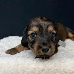 Lennon - Red male Dachshund puppy in Pulaski, Tennessee from Billboard Doxies