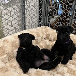Kerry Blue Terrier Puppies from Costerra Kerry Blue Terriers