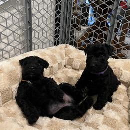 Kerry Blue Terrier Puppies from Costerra Kerry Blue Terriers