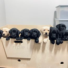 Labrador Retriever Puppies from Triple L Labs & Co.