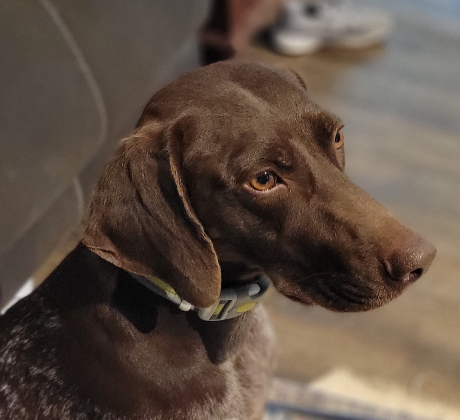 Bailey - German Shorthaired Pointer