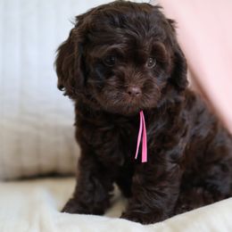 Eliza (pink collar girl) - Chocolate female Cavapoo puppy in Beckley, West Virginia from By Design Doodles