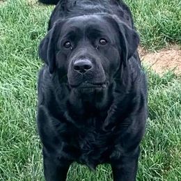 Daphne - Labrador Retriever