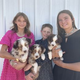 Miniature Australian Shepherd Puppies from Reeds Cattle Co.