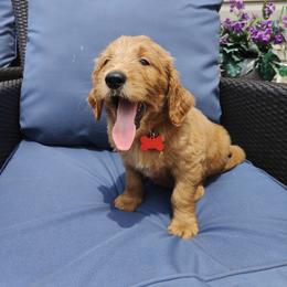 Neo - Red  Goldendoodle puppy in Hudson, Florida from Can Do It Dogs