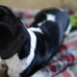 Tucker - Dachshund