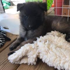 Belgian Tervuren Puppies from Devoue Belgians