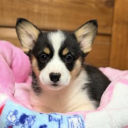 Purple collar - Black and tan female Pembroke Welsh Corgi puppy in Monterey, Tennessee from Co-Pilot Corgis