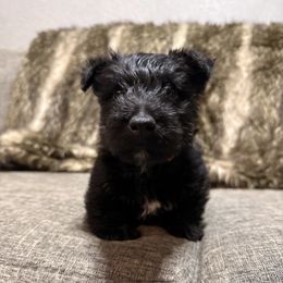 Orange (Yellow) - Black brindle male Scottish Terrier puppy in Lubbock, Texas from RocketST