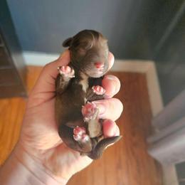 Girl 1 - Liver female Miniature Schnauzer puppy in Lake Charles, Louisiana from Du Lac Miniature Schnauzers