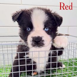 Red collar - Black tri male Miniature Australian Shepherd puppy in Brooker, Florida from Triple Branch Aussies