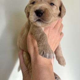 Dolly - Cream female Aussiedoodle puppy in Greensboro, North Carolina from Glendale Doodles