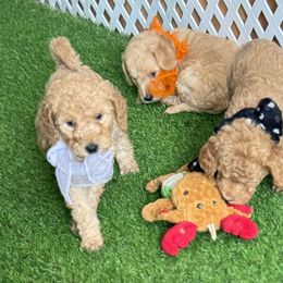 Goldendoodle and Russian Toy Puppies from Nesting Dolls Russian Toys