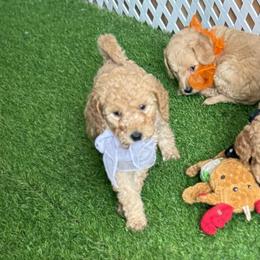 Goldendoodle and Russian Toy Puppies from Nesting Dolls Russian Toys
