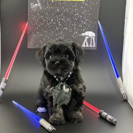 Leia - Black female Miniature Schnauzer puppy in St. Cloud, Florida from Kokis’ Paws Legacy