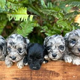Dolly - Blue merle female Aussiedoodle puppy in Lexington, Alabama from Johnson’s Highland Pride Aussiedoodles