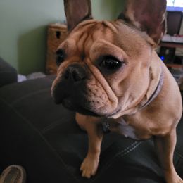 Franki - French Bulldog