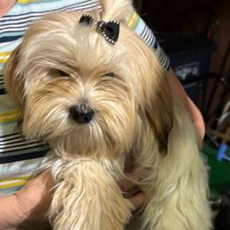 Cuddles - White Lhasa Apso puppy in Tulsa, Oklahoma from Eternal Puff Lhasa Apsos