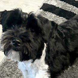 Miniature Schnauzers from Wowzers Mini Schnauzers