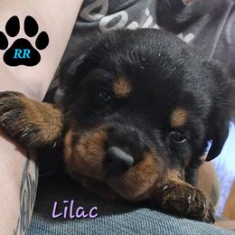 Lilac - Black and mahogany female Rottweiler puppy in Tangent, Oregon from Raya's Royals