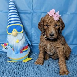Gina - Apricot female Goldendoodle puppy in Yale, Michigan from Angie's Goldendoodles/Angies doodles LLC