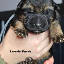 Lavender - Black and tan female German Shepherd puppy in Tony, Wisconsin from Muddy Acres German Shepherds